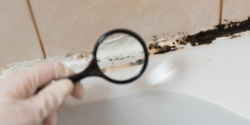 3 Signs You Need a Mold Inspection