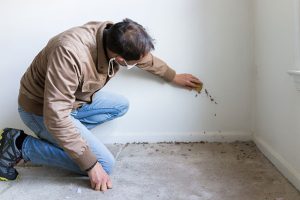 What You Need to Know About Mold Inspection Services