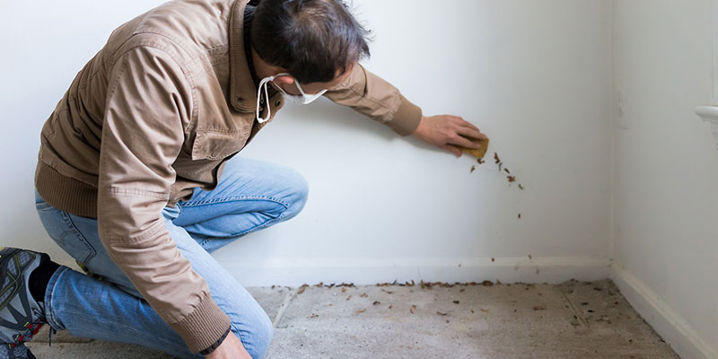 What You Need to Know About Mold Inspection Services